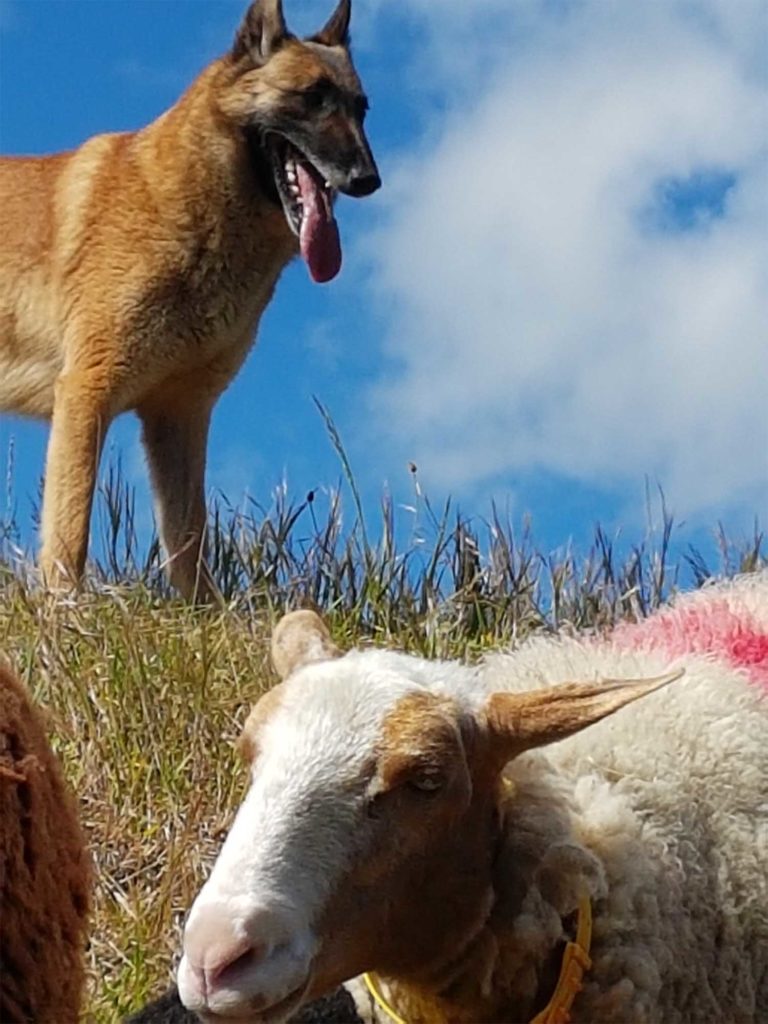 Malinois au troupeau